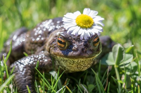 Close up of a princess like frogの写真素材