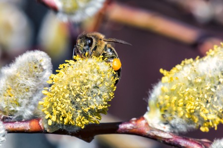 A close-up of a bee collects nectar on a catkin of a willowの写真素材