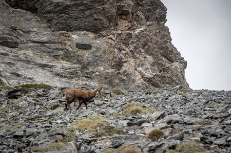 Chamois on the highest mountain of Greece