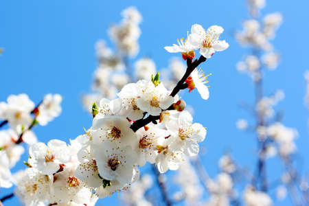Flowers of a tree of an apricot against the blue skyの写真素材