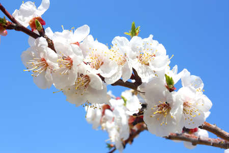 Flowers of a tree of an apricot against the blue skyの写真素材