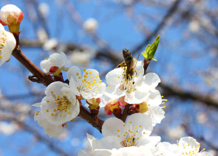 Bee on a flower of an apricot treeの写真素材