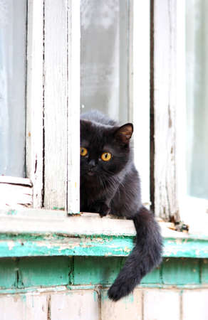 Black cat sitting on a windowsill and looking into the camera lensの写真素材