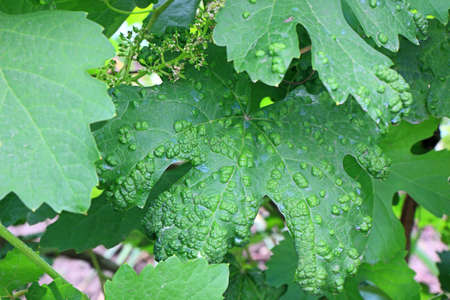Diseased grape leaf after spraying. Image close-upの写真素材
