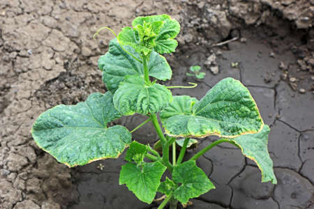 Cucumber leaves with yellowed edges due to lesions of the diseaseの写真素材