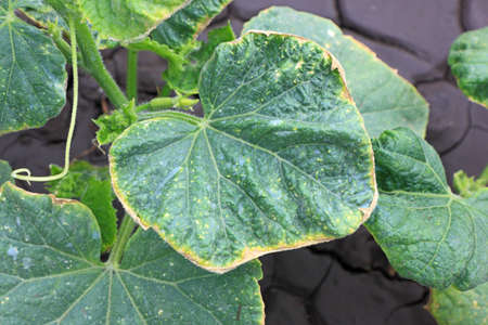 Cucumber leaves with yellowed edges due to lesions of disease. Color photo close upの写真素材
