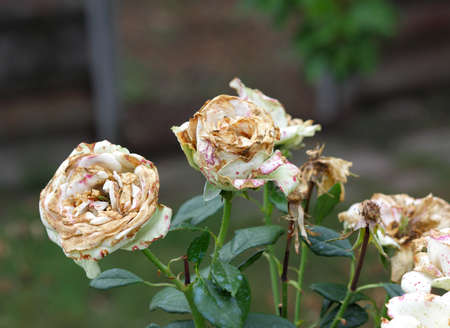 The flowers are roses, diseased. Image close-upの写真素材