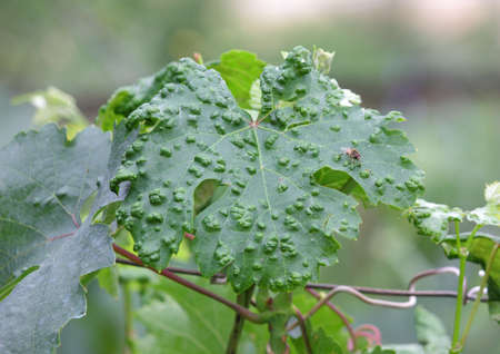 Diseased leaf grapes. Color photo close upの写真素材