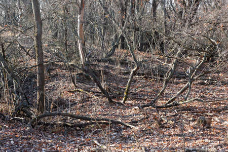 Dry trees in the autumn forest. Color photo.の写真素材