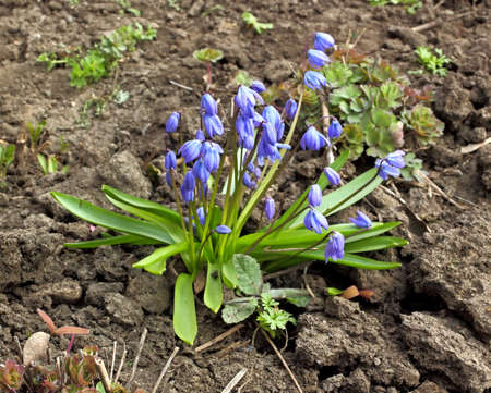 Flowers snowdrop. Color photo close-up.の写真素材