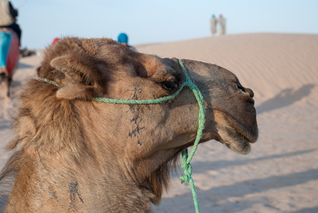 The head of a camel on a background of sand dunes and blue skyの写真素材