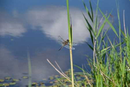 Dragonfly on a reed on a background of water with clouds reflectionsの写真素材