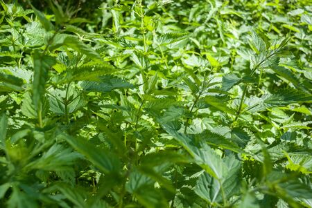 Many bushes of fresh green nettle in springの写真素材