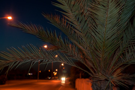 Palm close-up on a dimly lit highway with a car with a burning headlightsの写真素材