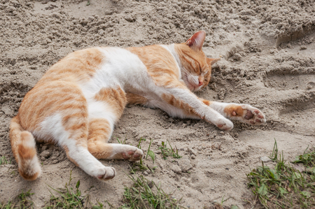 White-red cat lying on the sand on a summer dayの写真素材