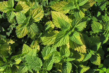 Yellow-green leaves of nettle photographed from above on a sunny day