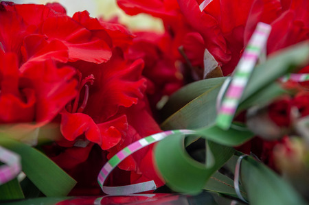 Bright red flowers of gladiolus closeupの写真素材