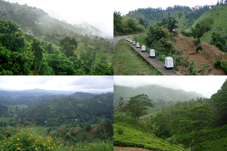 Tropical jungle with mountains and tea plantations. A collage of four photosの写真素材