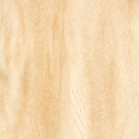 Texture of natural beige shiny fur