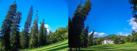 Crooked pine trees in the Royal Botanic Gardens. Kandy, Sri Lanka. Collage of two photos to...