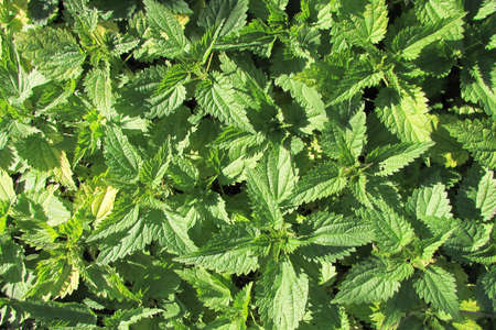 Young green nettle close-up as a pattern or wallpaper. top viewの写真素材