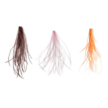 Long feathers or tails of birds of different colors. Template for decoration or design isolated on whiteの写真素材
