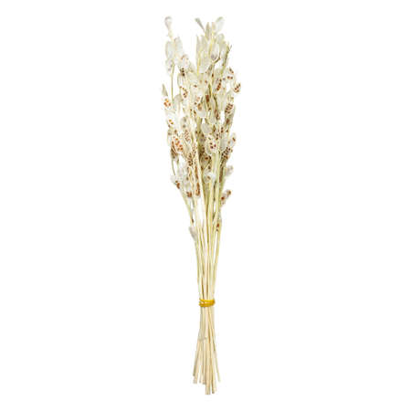 Light bouquet of dry branches with beautiful leaves isolated on white backgroundの写真素材