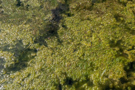 Dirty water with old dirty algae. Sour water in a river, pond or pool. Poor water care, disturbing...
