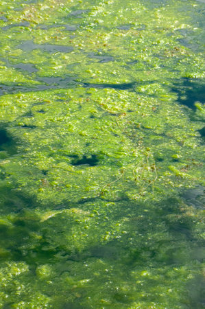 Dirty water with old dirty algae. Sour water in a river, pond or pool. Poor water care, disturbing ecologyの写真素材