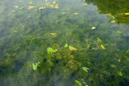 Dirty water with old dirty algae. Sour water in a river, pond or pool. Poor water care, disturbing ecologyの写真素材