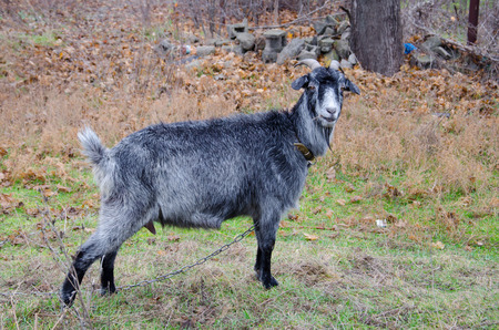 Goat in the autumn in search of a grassの写真素材
