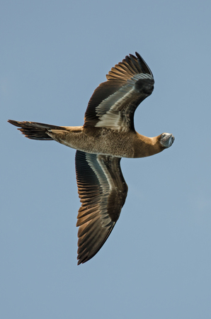 Bird in the light-blue skyの写真素材
