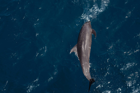 Free dolphinの写真素材