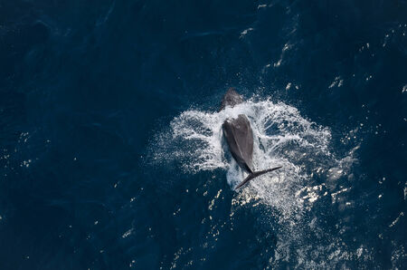 Dolphin in the oceanの写真素材