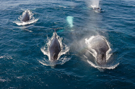Tail of a whale diving at the oceanの写真素材