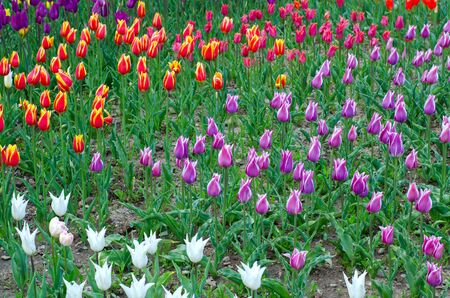Many-coloured tulips in the spring gardenの写真素材