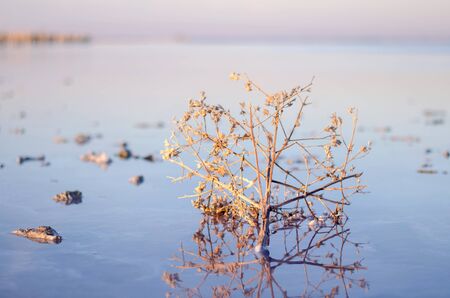 Tumbleweed in the evening lakeの写真素材
