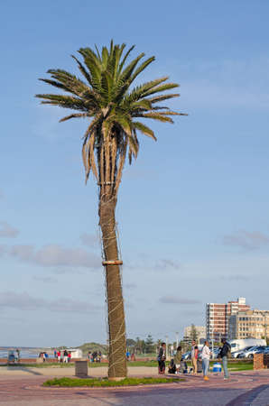 Port Elizabet, South Africa - September 12: Lonely palm at the seafront on September 12, 2015 in Port Elizabet, South Africa.のeditorial素材