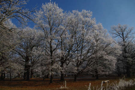frost in the trees on a cold winter morning in Espinosa de los Monterosの写真素材