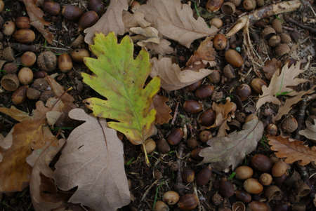 Cantabrian mountains, beech and oak forest in autumn, when the leaves fallの写真素材