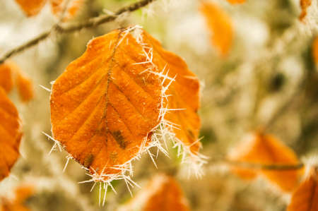 Cenneled in a beech leaf in the middle of the forest in winter. Cantabrian Mountains, Spain.