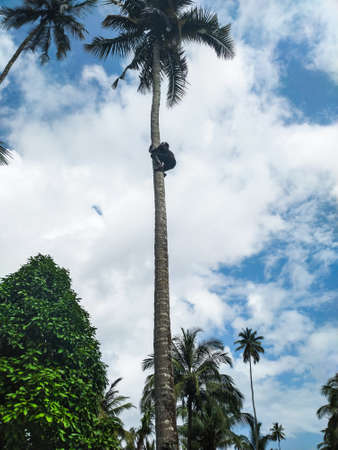 National park on the island of Zanzibar Colobos, mangroves, palm trees, Turtle Island, Stone Town fish market, and much more.の写真素材