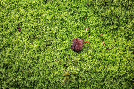 Magical beech forest where elves and gnomes, the water nymphs, live. The beech forest is located in...