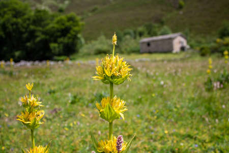 High mountain flowers in the Cantabrian Mountains, northern Spain, during a summer walk you can see...