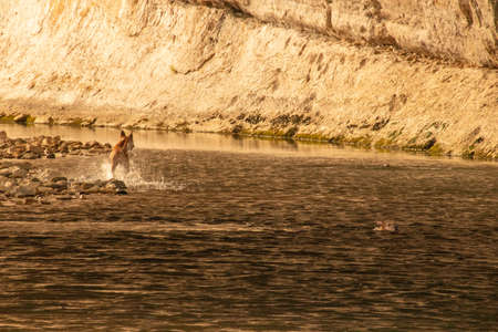 A girl played with her dog in the river, throwing sticks for him to pick up.の写真素材