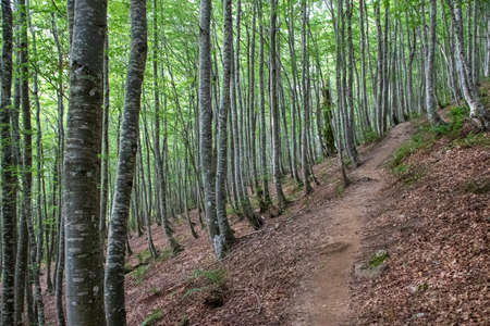 The beech forest in early autumn is pure magic, a forest where elves and fairies live.の写真素材