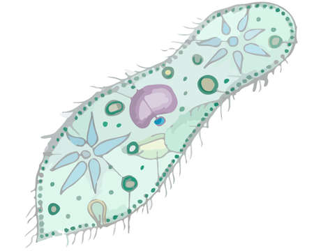Paramecium caudatum. Color vector illustration. Isolated on a white backgroundのイラスト素材