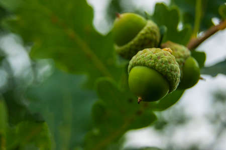 Green acorns growing on oak. Three acorns. Macro photo.