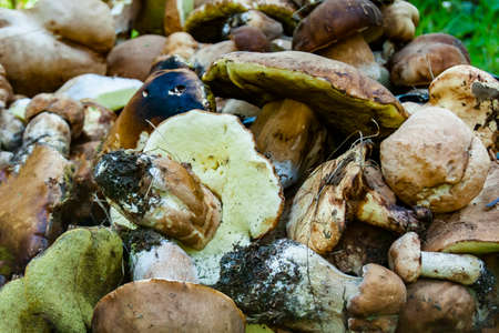 Placer of porcini on a grass. Picking large cep.の写真素材