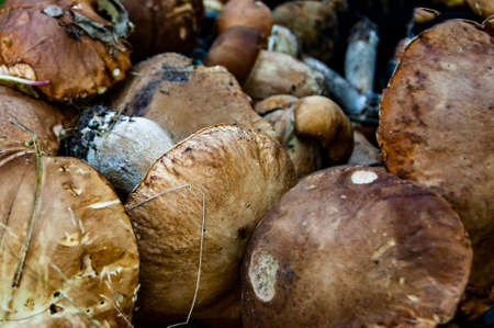 Placer of many porcini. Picking large cep.の写真素材